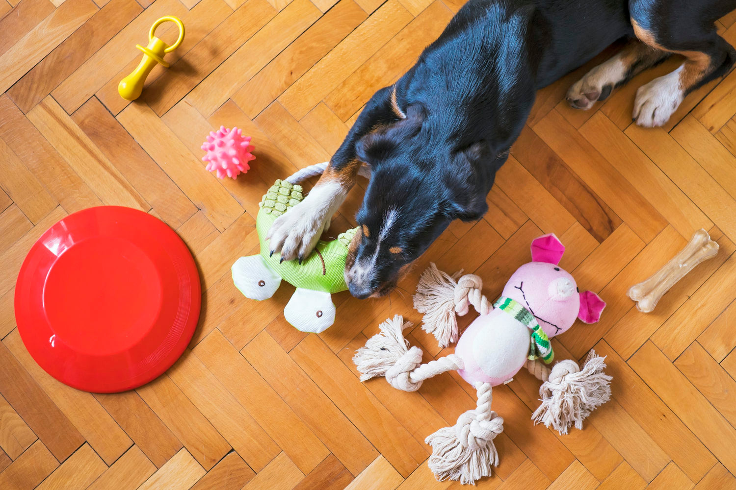 Pet toys