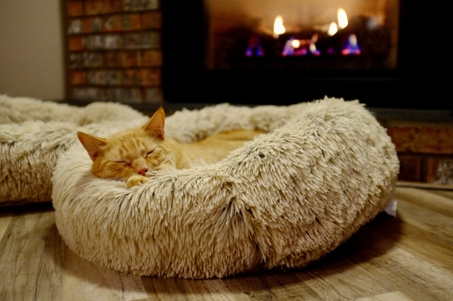 Pet Accessories
